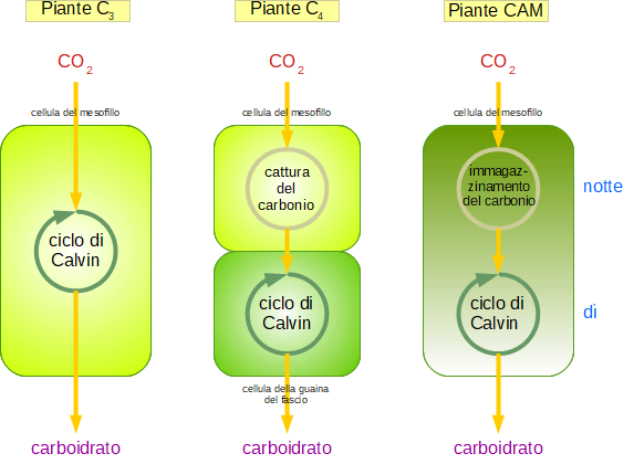 confronto tra piante C3, C4, CAM