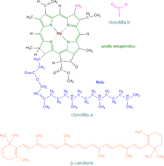 molecola di clorofilla e di carotene