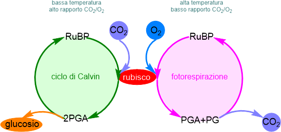 azione del rubisco sull'anidride carbonica