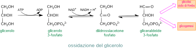 ossidazione del glicerolo
