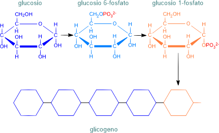 glicogenosintesi