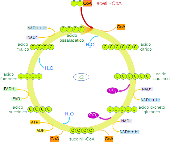 tappe del ciclo di Krebs
