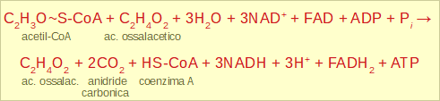 equazione generale del ciclo di Krebs