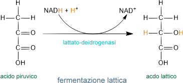 fermentazione lattica
