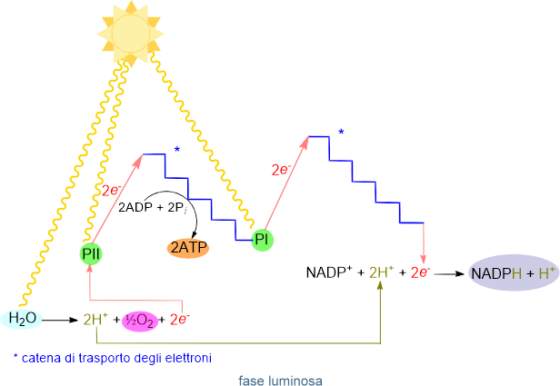 schema della fase luminosa