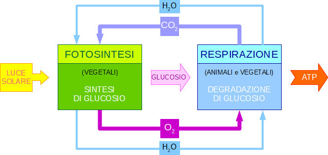 relazioni tra fotosintesi e respirazione