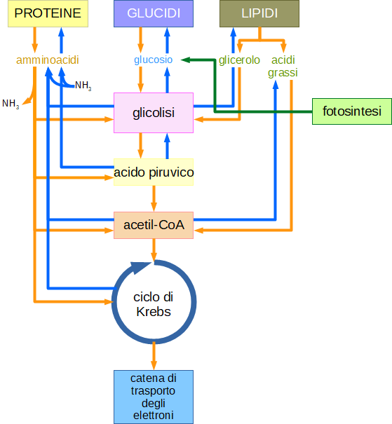 vie metaboliche