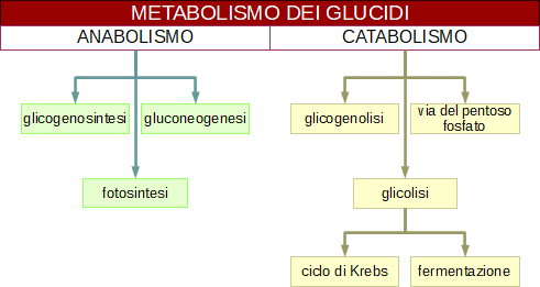 metabolismo dei glucidi