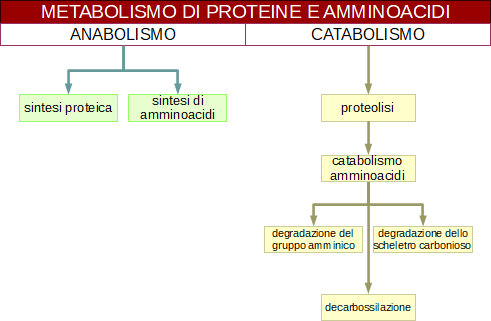 metabolismo delle proteine