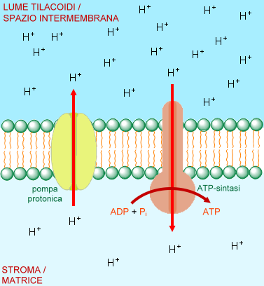 formazione dell'ATP nelle membrane