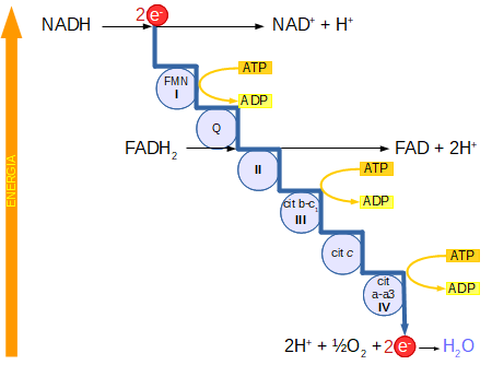 schema della catena respiratoria