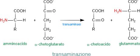 transaminazione