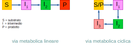 vie metaboliche lineari e cicliche