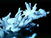 cerussite