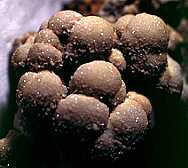 mimetite