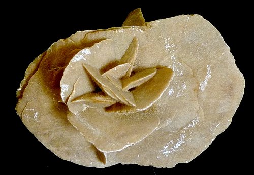 rosa del deserto