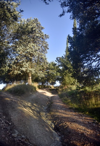 strada con conifere