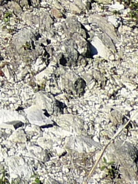 Breccia riolitica breccia