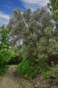 olivi