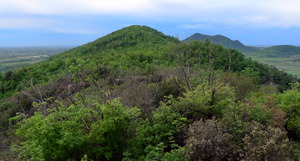 m. Spinefrasse