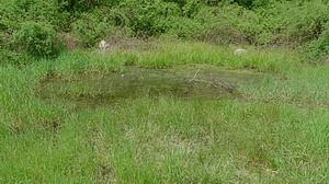 zona umida