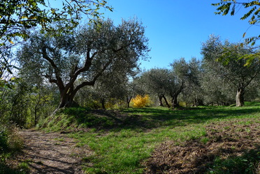 oliveto