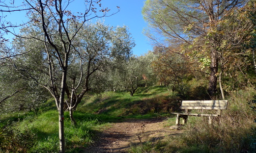 oliveto