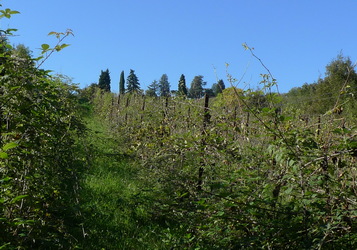 Vigneto vigneto