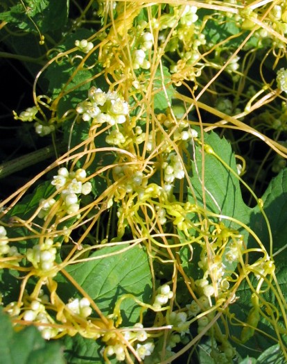 Cuscuta cesattiana