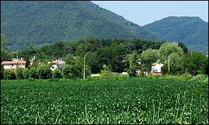 Monticelli