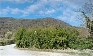Monte Rueta