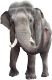 elefante