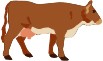 mucca