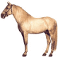 cavallo