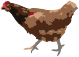 gallina