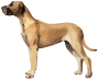 cane