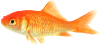 pesce