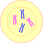 2a.gif