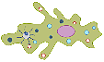 ameba