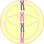 3a.gif