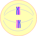 3b.gif