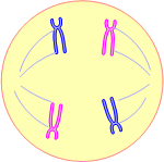 4b.gif