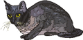 gatto