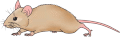 topo