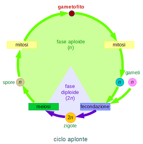 ciclo aplonte