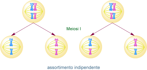 assortimento indipendente