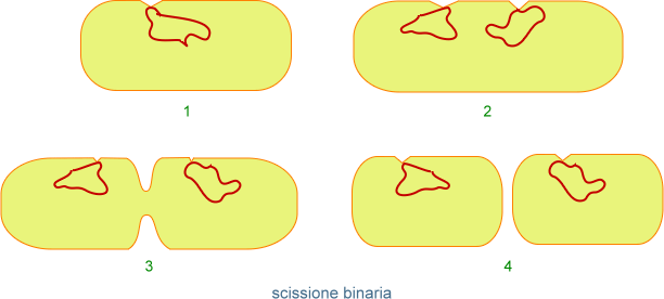 scissione binaria