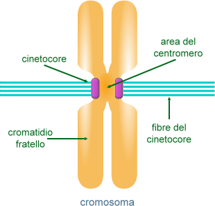 cinetocore