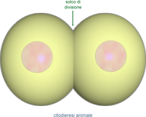 citodieresi animale