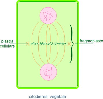 citodieresi vegetale